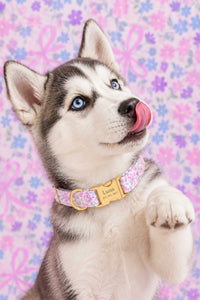 Printed Collars