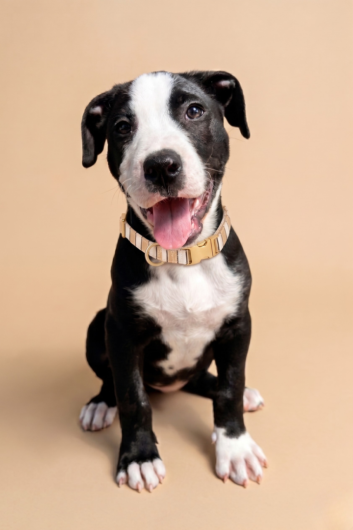 arlo in biscuit stripe collar