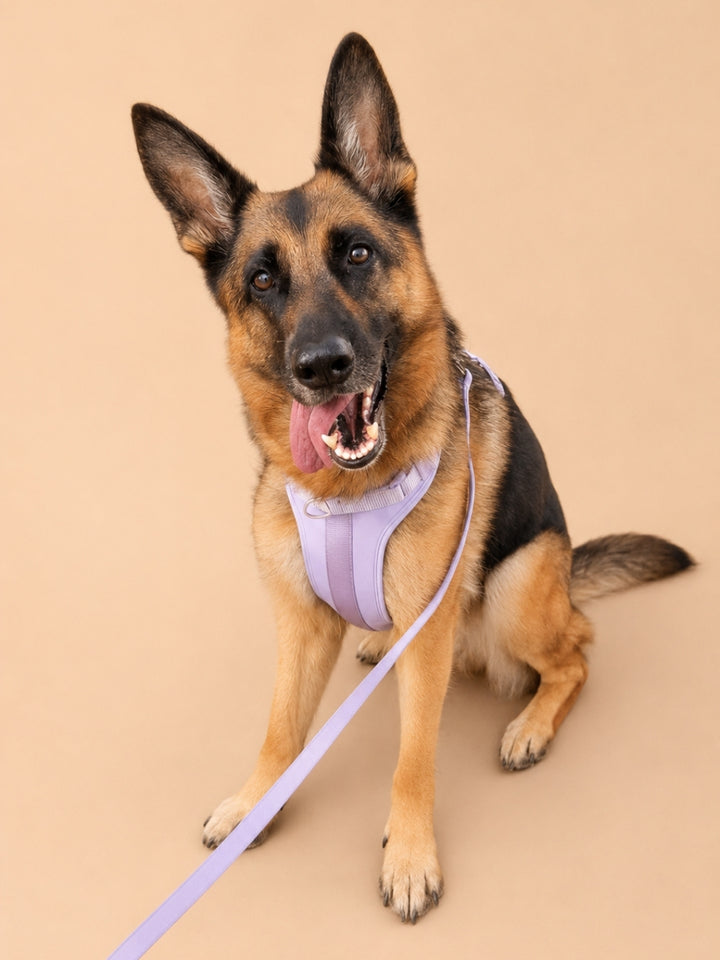 Dog wearing the Caden Lane Padded Dog Harness in the color Lilac Haze