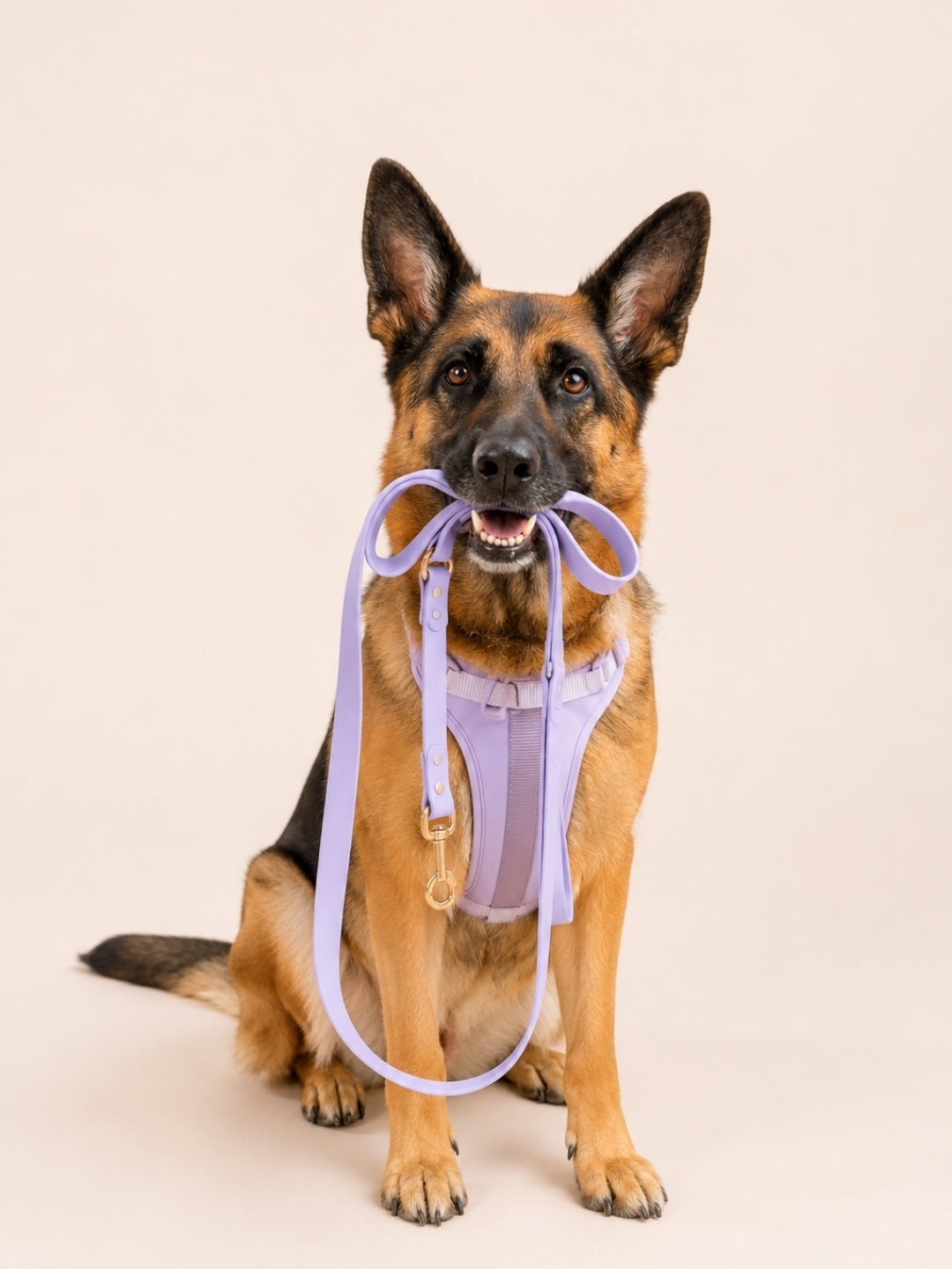 Dog wearing the Caden Lane Padded Dog Harness in the color Lilac Haze