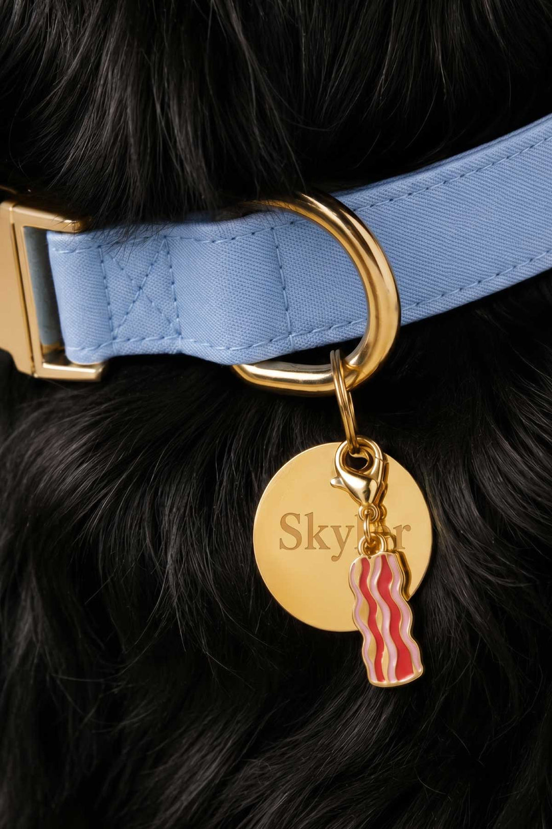 dusty denim collar with circle id tag and bacon charm