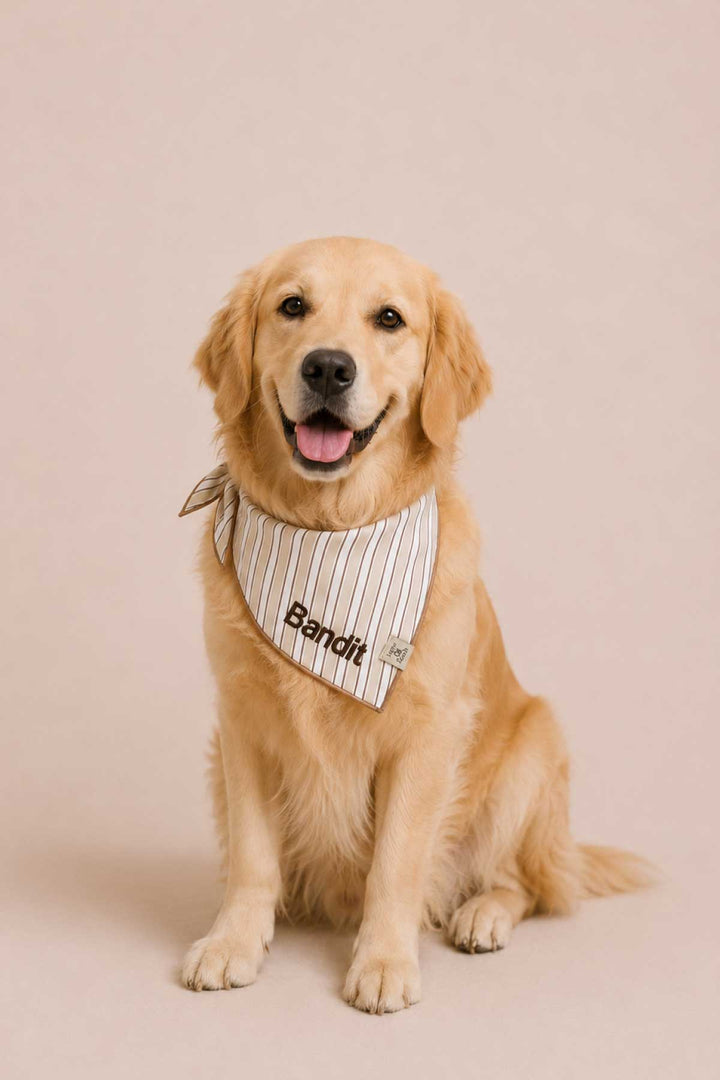 Golden retriever sitting and wearing a personalized embroidered Biscuit Stripe bandana with the name Bandit across the front