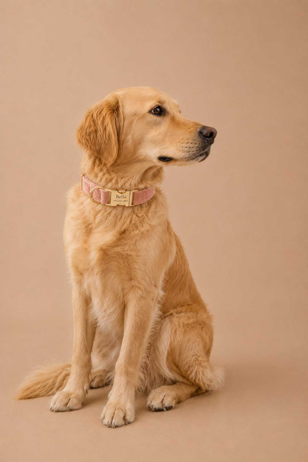 Golden retriever dog sitting and wearing a personalized ballet slipper pink velvet dog collar with gold engraved buckle