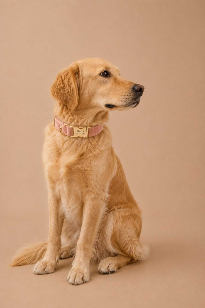 Golden retriever dog sitting and wearing a personalized ballet slipper pink velvet dog collar with gold engraved buckle