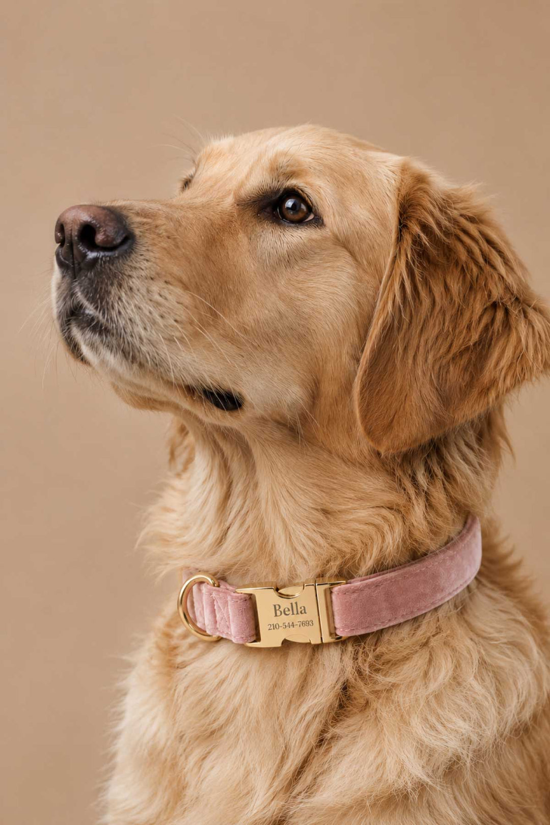 Close-up of golden retriever wearing a personalized ballet slipper pink velvet dog collar with gold engraved buckle showing name and contact info