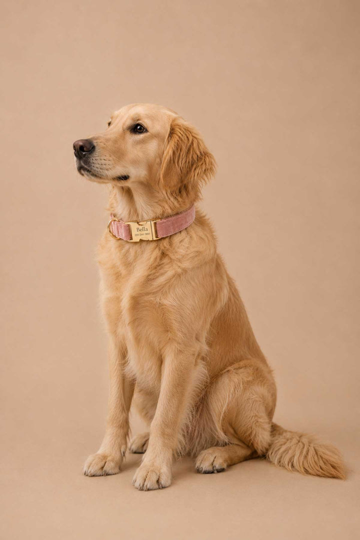 Golden retriever dog sitting and looking alert wearing a ballet slipper pink velvet dog collar with gold personalized buckle