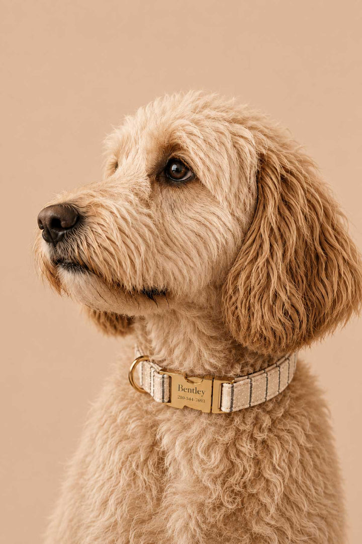 Close-up portrait of a golden doodle wearing a personalized Biscuit Stripe dog collar with the name Bentley engraved on the gold-tone buckle