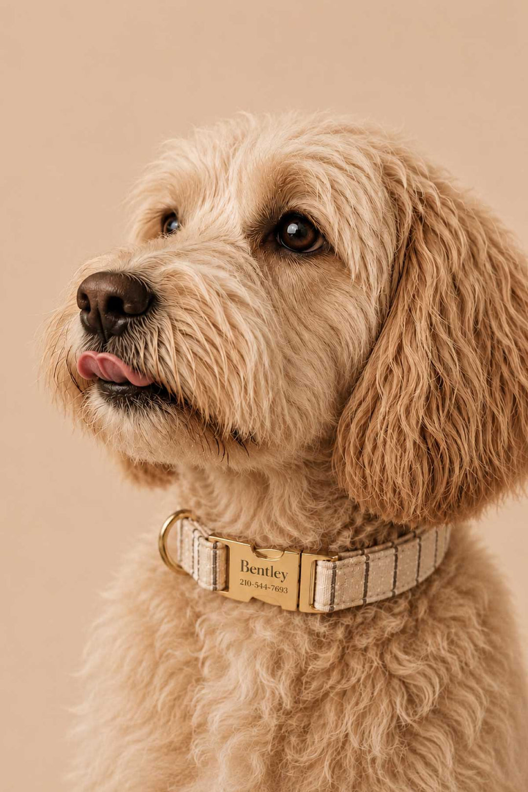 Portrait of a happy golden doodle with tongue out, wearing the personalized Biscuit Stripe dog collar with the name Bentley engraved on the gold-tone buckle