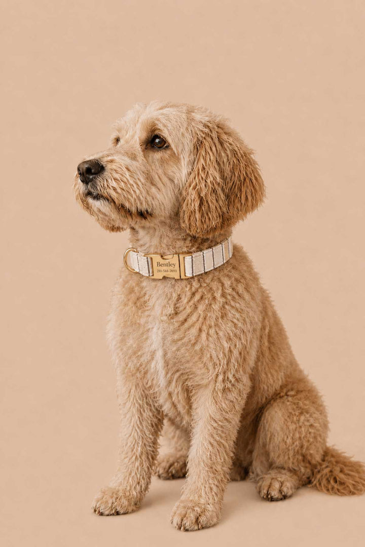 Golden doodle sitting upright and wearing the personalized Biscuit Stripe dog collar, full body lifestyle photo against a warm tan background