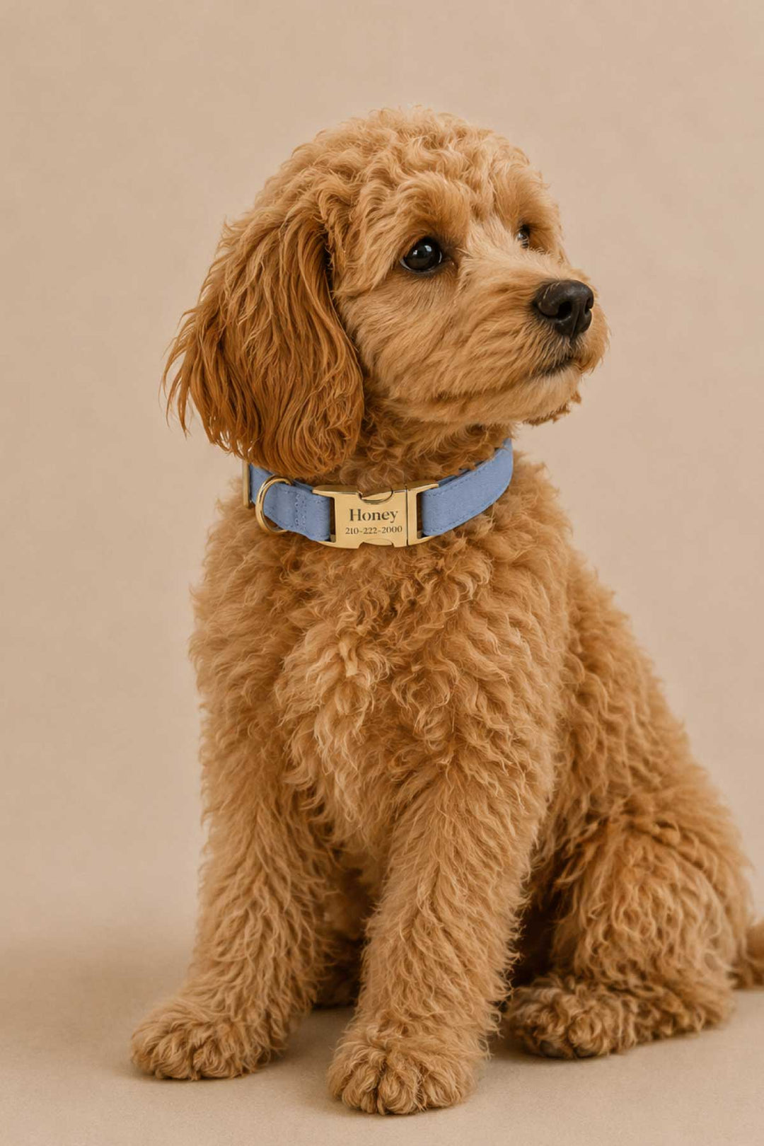 Golden doodle puppy sitting and looking alert wearing a personalized denim days light blue denim collar with gold buckle