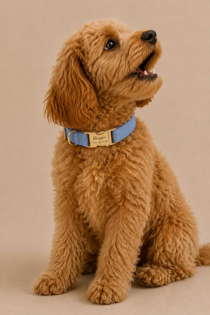 Golden doodle puppy sitting and looking up wearing a denim days light blue denim dog collar with gold buckle