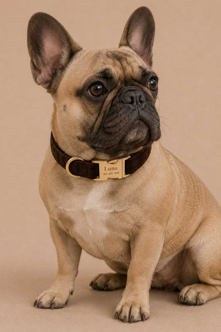 French bulldog sitting and wearing a personalized espresso crush dark brown velvet dog collar with gold engraved buckle
