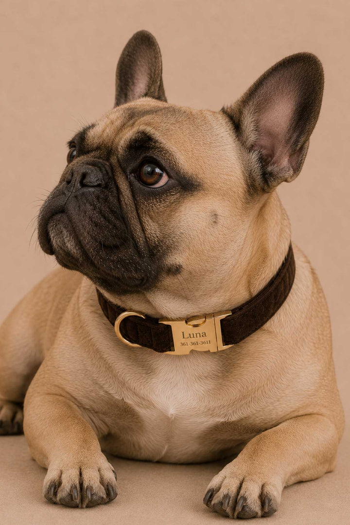 French bulldog lying down wearing a personalized espresso crush dark brown velvet dog collar with gold buckle