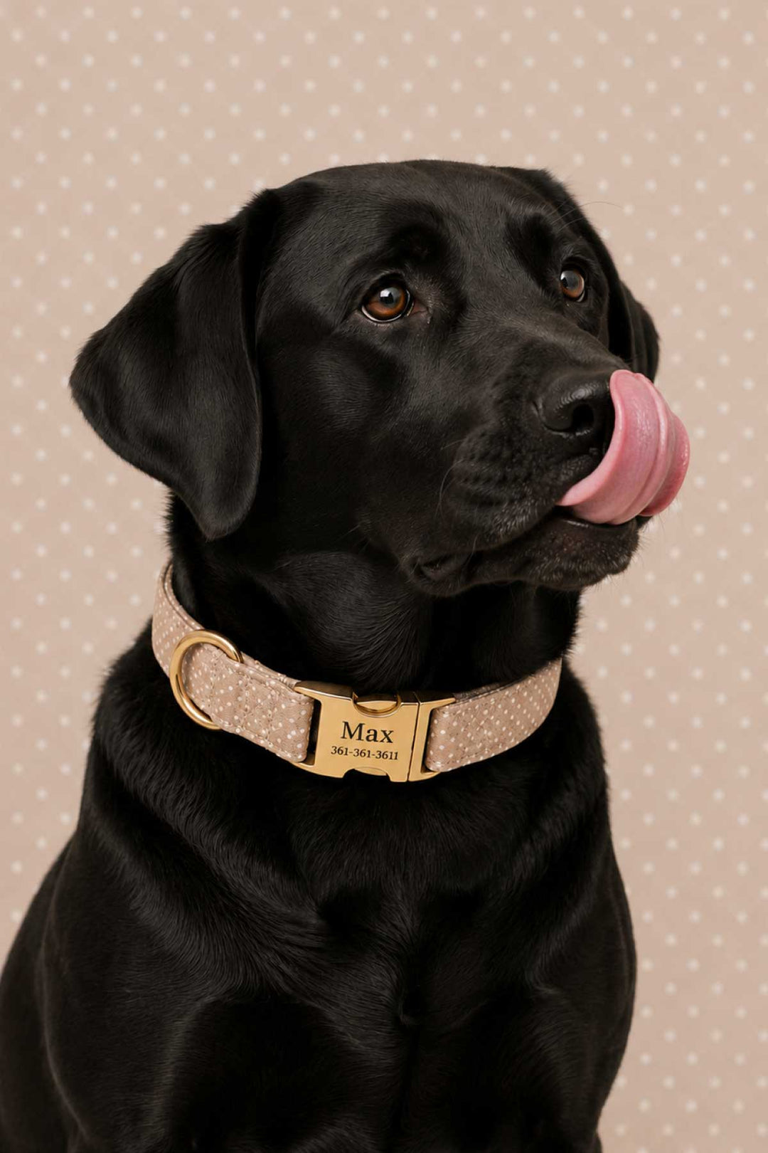 Black Labrador wearing the latte brown polka dot dog collar with a personalized gold ID tag engraved 'Max'