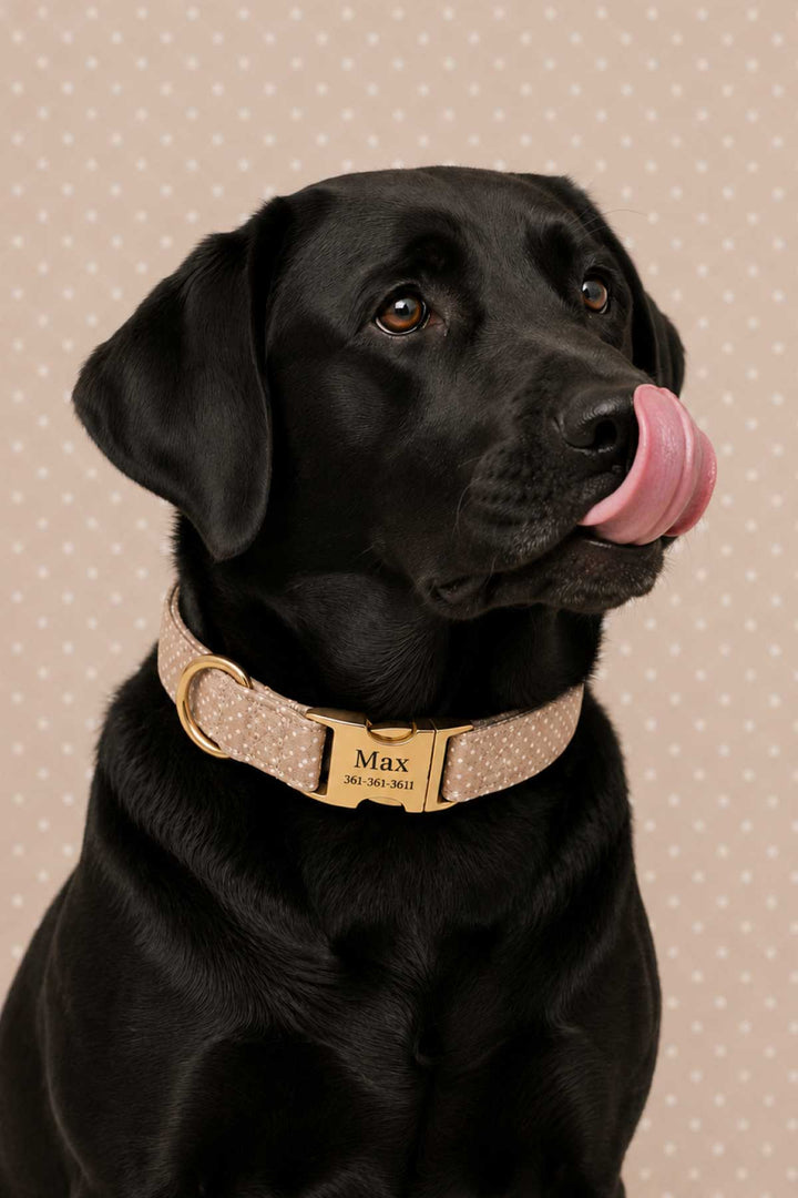 Black Labrador wearing the latte brown polka dot dog collar with a personalized gold ID tag engraved 'Max'