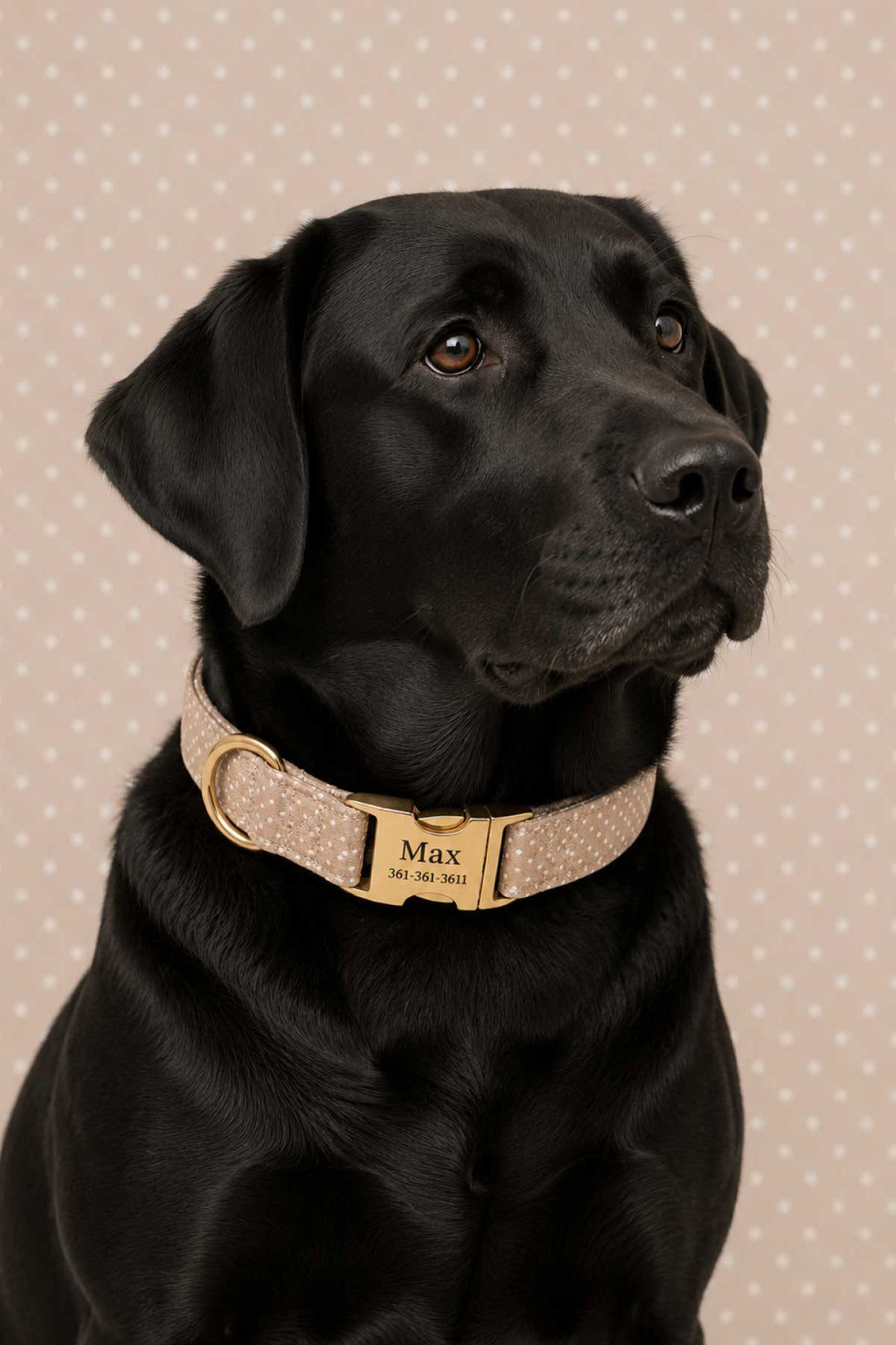 Black Labrador facing forward wearing the latte brown polka dot personalized dog collar with gold ID tag and buckle