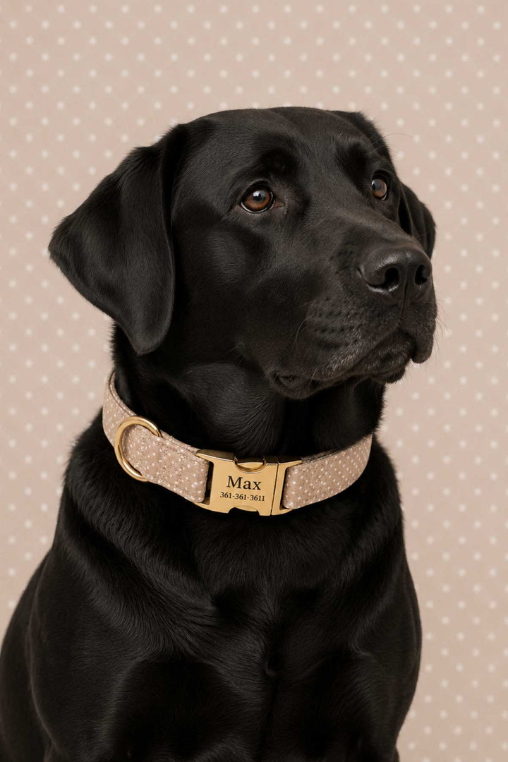 Black Labrador facing forward wearing the latte brown polka dot personalized dog collar with gold ID tag and buckle