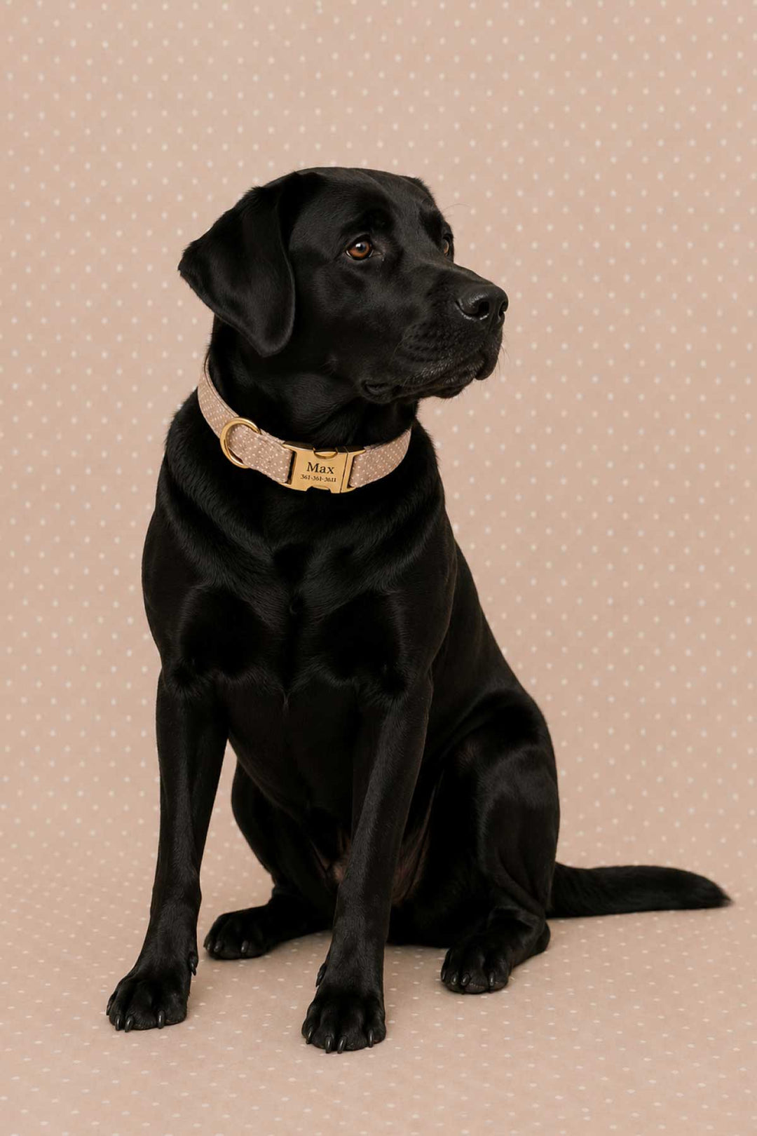 Black Labrador sitting and wearing the latte brown polka dot personalized dog collar with gold ID tag, full body shot