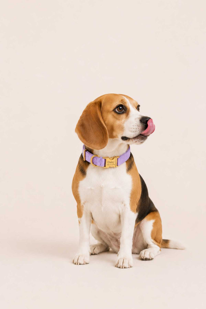 Close-up of lavender dog collar with gold engraved buckle showing personalized name and phone number
