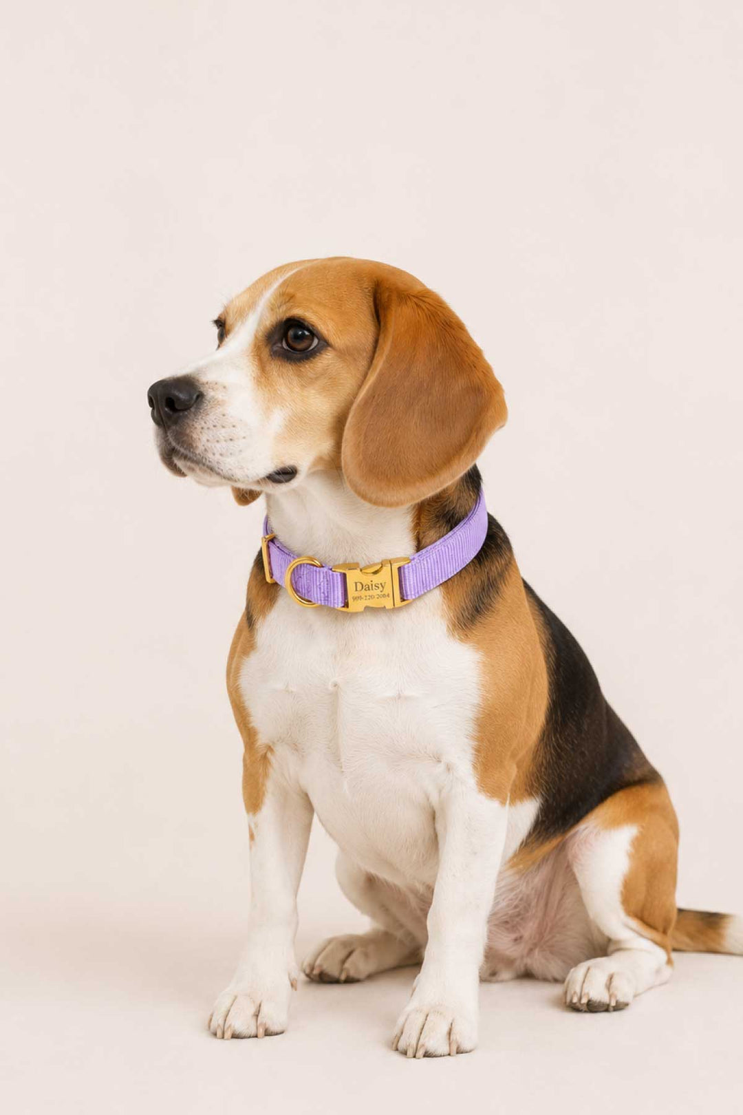 Lavender dog collar shown at an angle with gold personalized buckle engraved with name and phone number