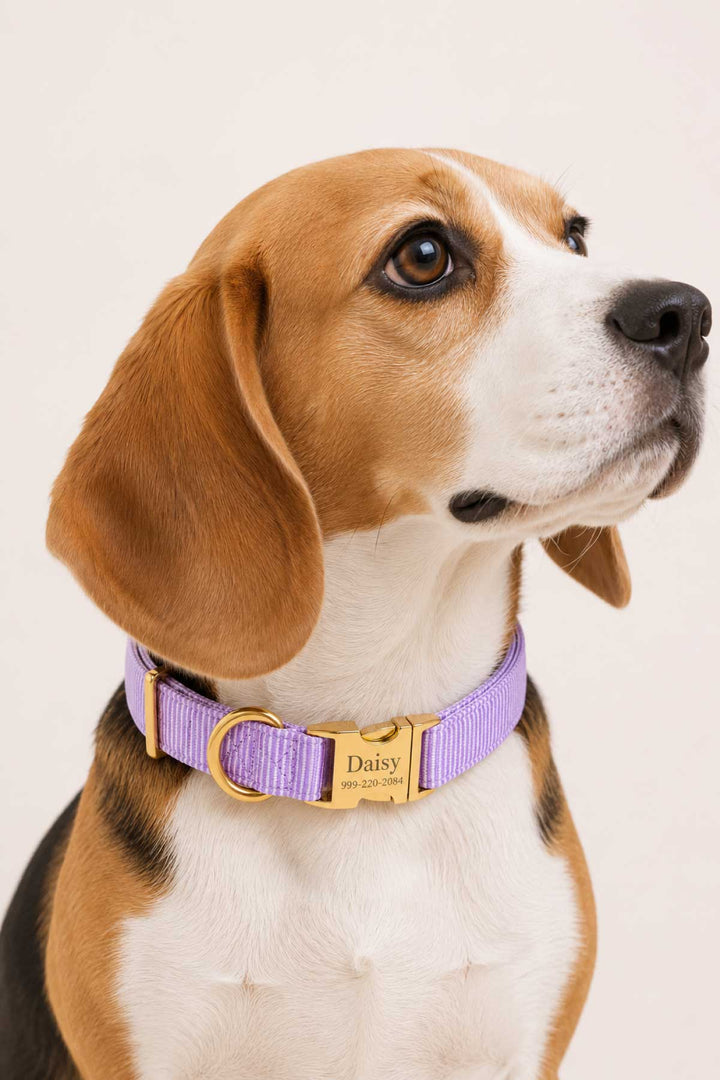 Lavender dog collar with personalized gold buckle showing name and phone number engraving