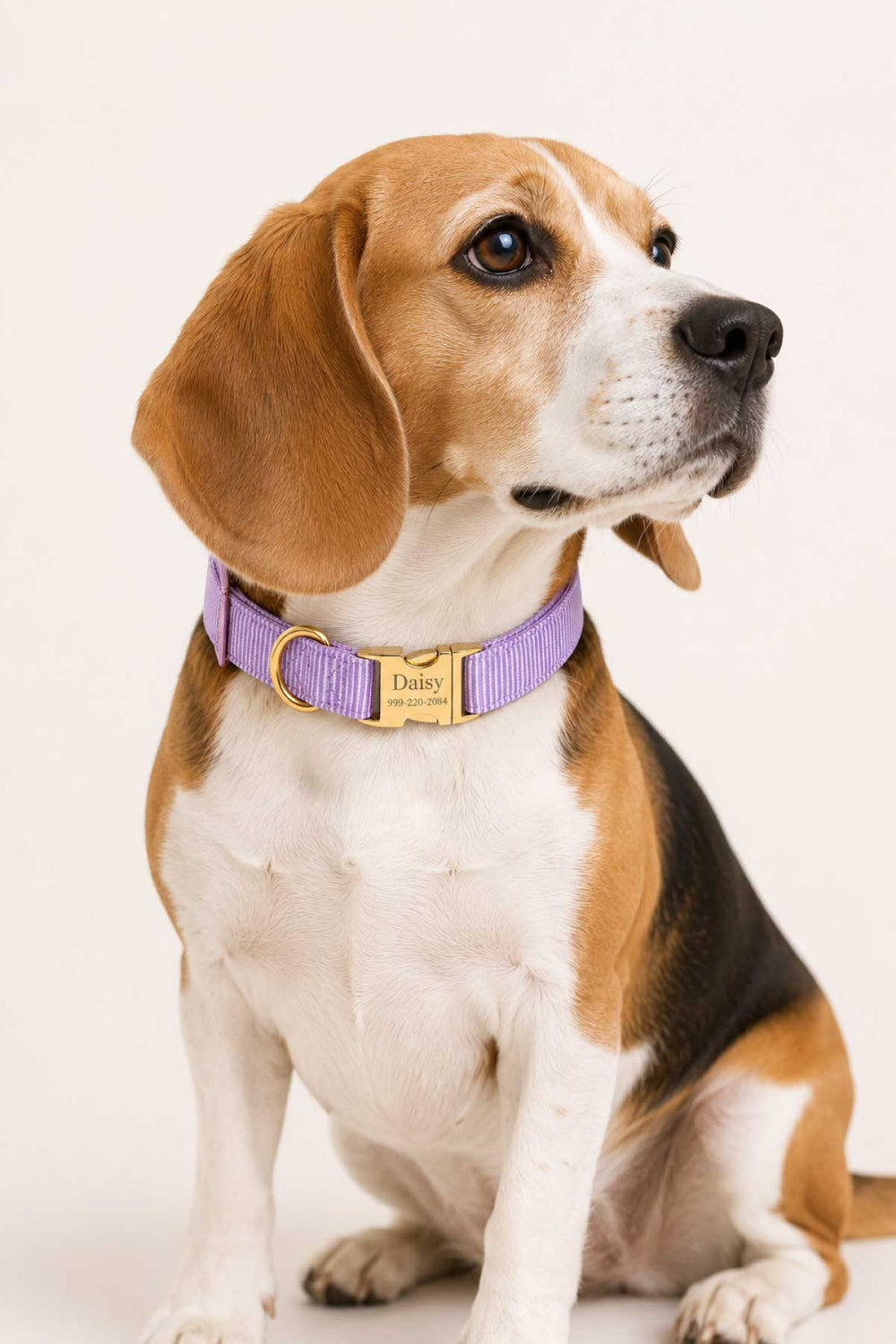 Lavender woven dog collar showing gold personalized ID buckle with name and contact number