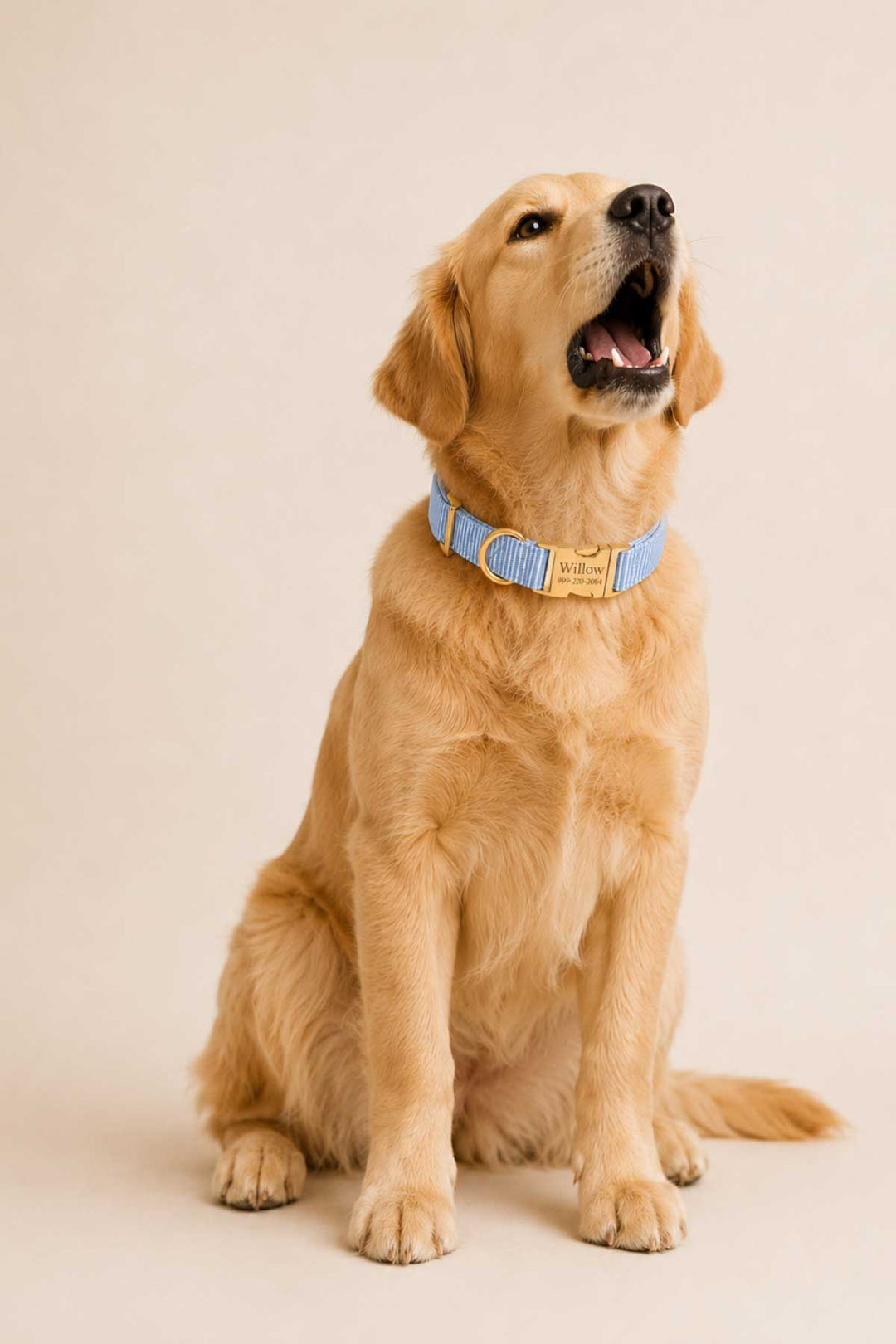 Golden retriever sitting upright wearing Morning Mist light blue pinstripe dog collar with gold personalized ID plate, lifestyle photo on neutral background