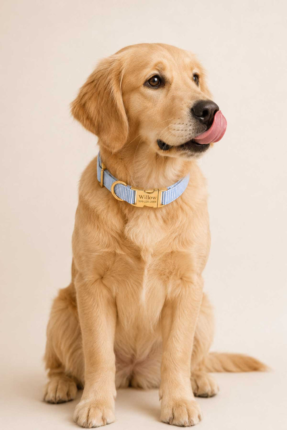 Golden retriever sitting and licking its lips, wearing Morning Mist light blue pinstripe dog collar with gold personalized ID plate, full body lifestyle photo on white background