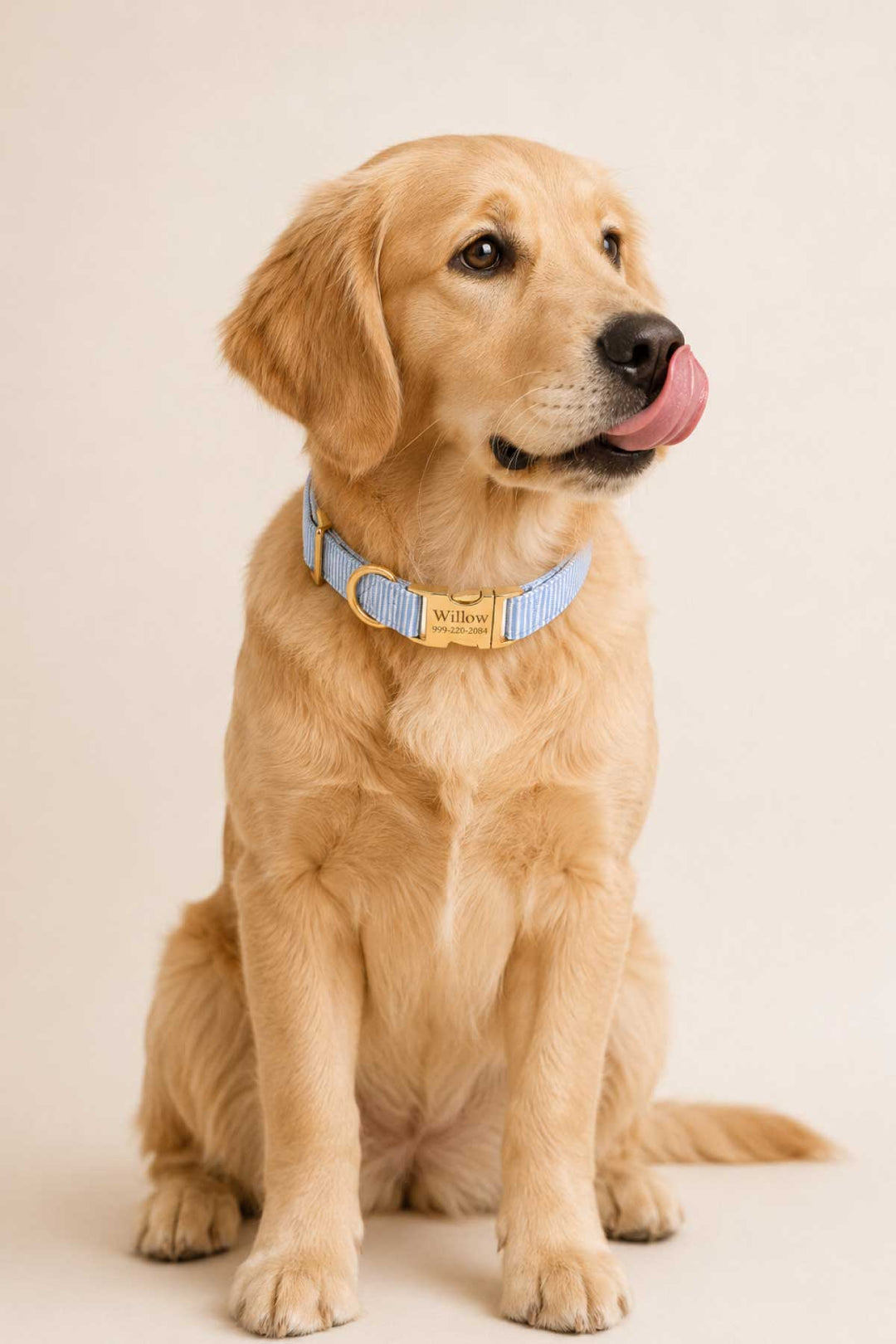 Golden retriever sitting and licking its lips, wearing Morning Mist light blue pinstripe dog collar with gold personalized ID plate, full body lifestyle photo on white background