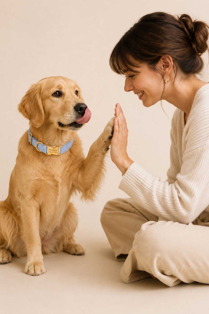 Smiling woman crouched down doing a high-five with a golden retriever wearing Morning Mist light blue pinstripe collar with gold ID plate, lifestyle photo on neutral background