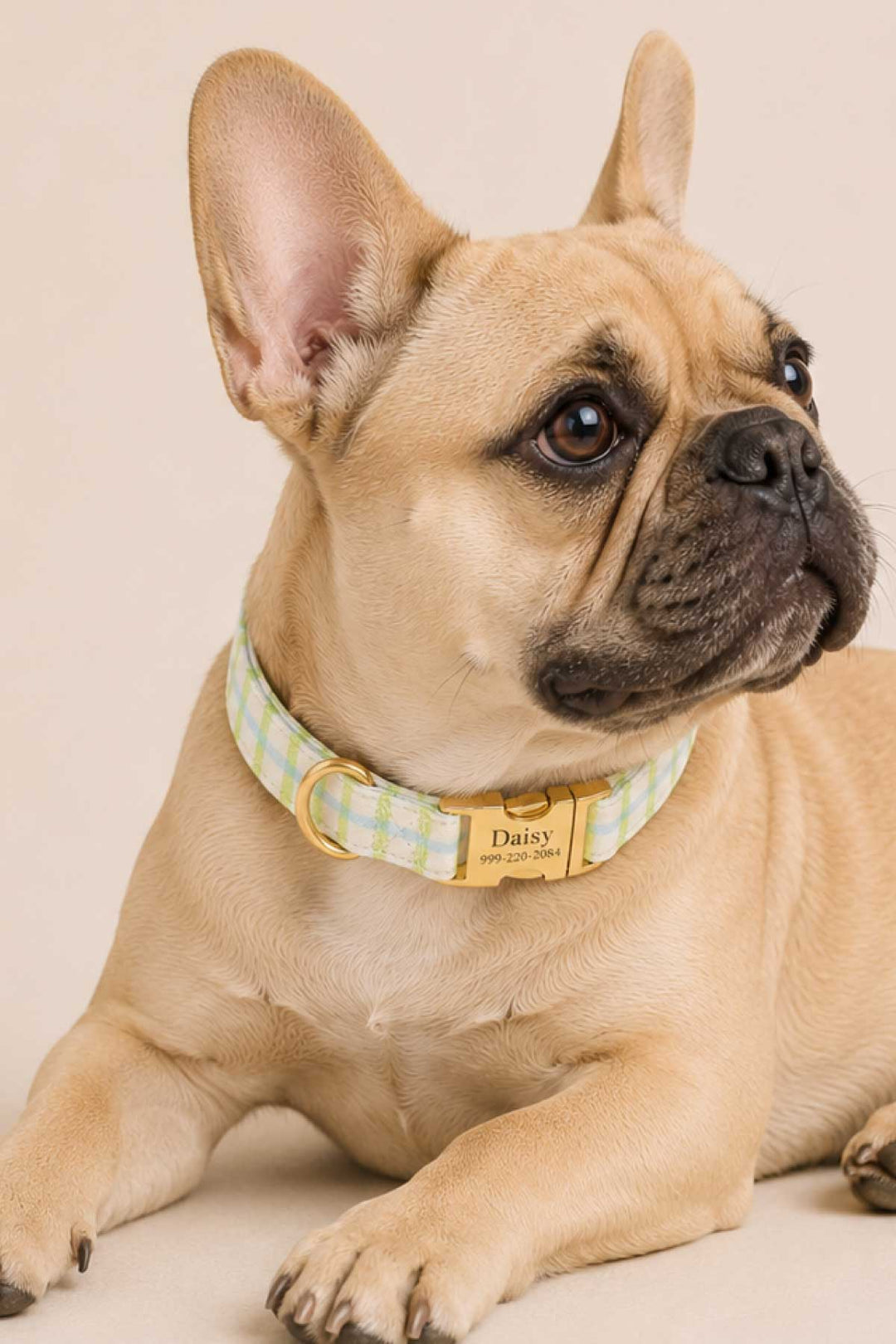 Tan French Bulldog wearing a picnic plaid dog collar with a gold "Daisy" personalized ID tag, posed against a light background