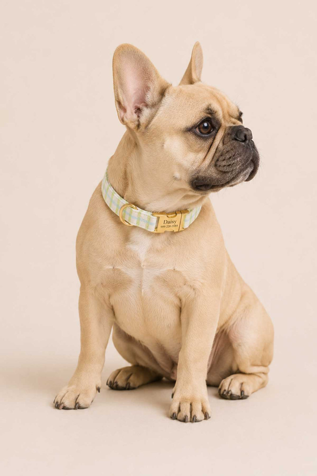 Tan French Bulldog seated and looking to the side, wearing a picnic plaid dog collar with gold "Daisy" ID tag