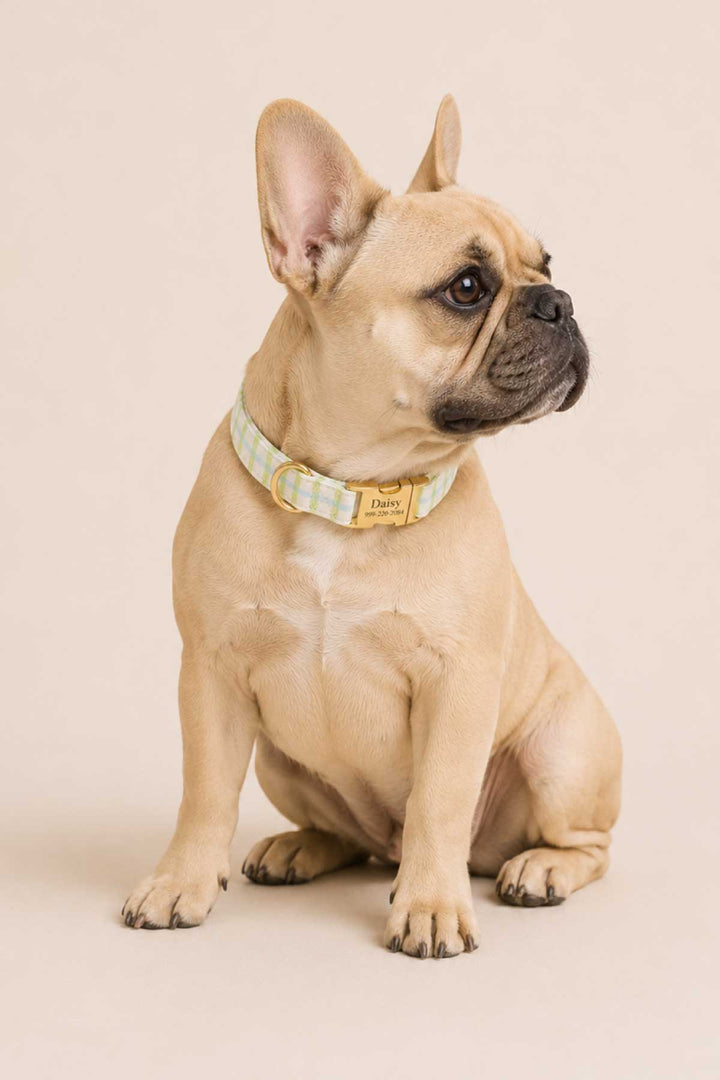 Tan French Bulldog seated and looking to the side, wearing a picnic plaid dog collar with gold "Daisy" ID tag