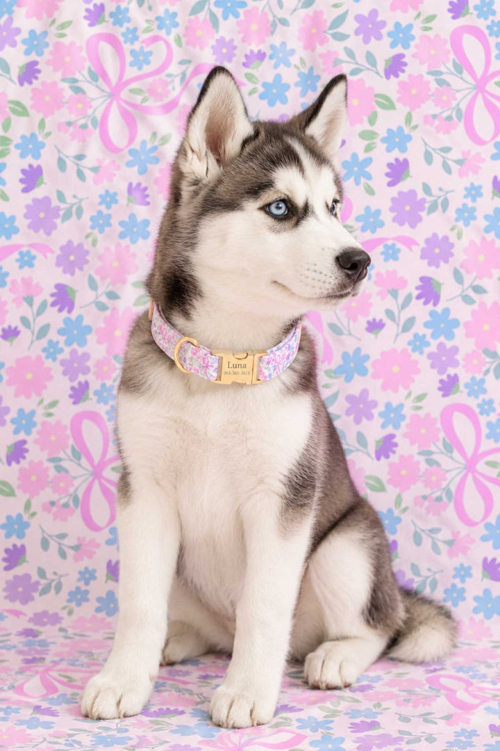 Full body portrait of a husky puppy sitting and wearing the Ribbon Garden dog collar with personalized gold engraved buckle, against a matching Ribbon Garden floral print backdrop