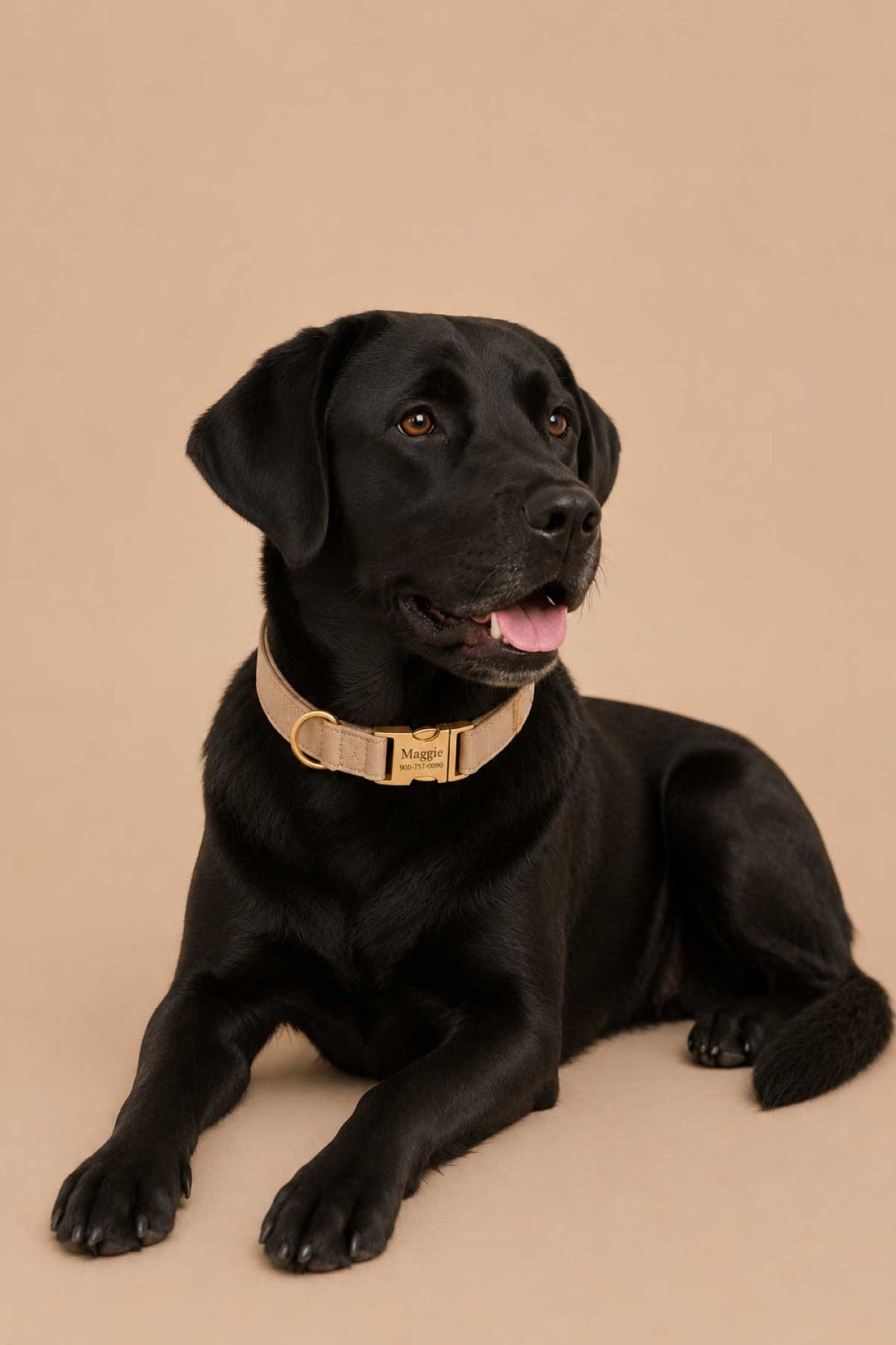 Black labrador dog lying down wearing a personalized sand dune beige flax fabric dog collar with gold engraved buckle