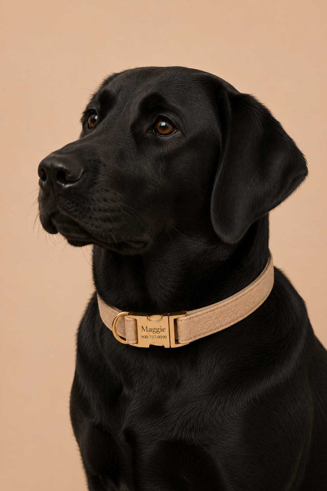 Close-up of black labrador wearing a personalized sand dune beige flax fabric dog collar with gold engraved buckle showing name and contact info