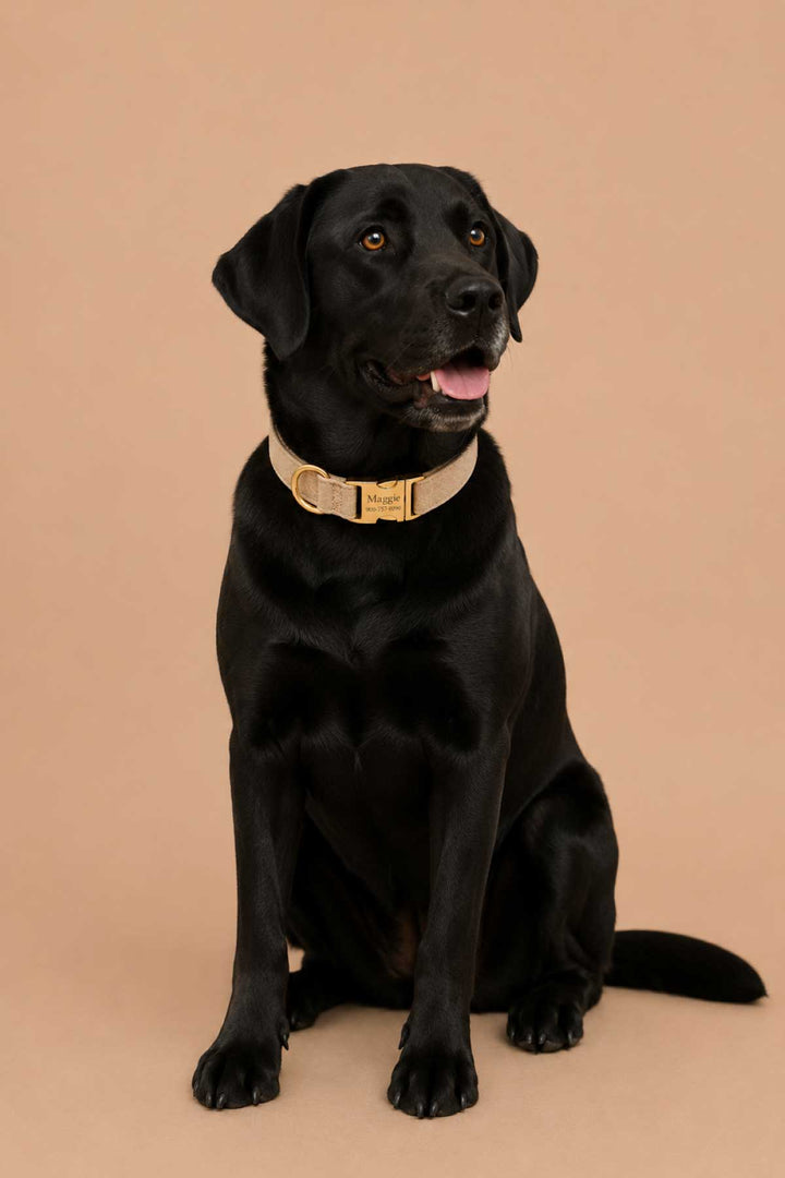 Black labrador dog sitting and wearing a personalized sand dune beige flax fabric dog collar with gold engraved buckle