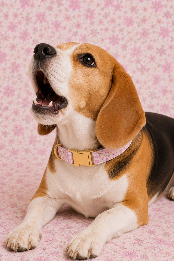 Beagle wearing a Scattered Blooms floral dog collar with gold buckle, posed against a pink floral background
