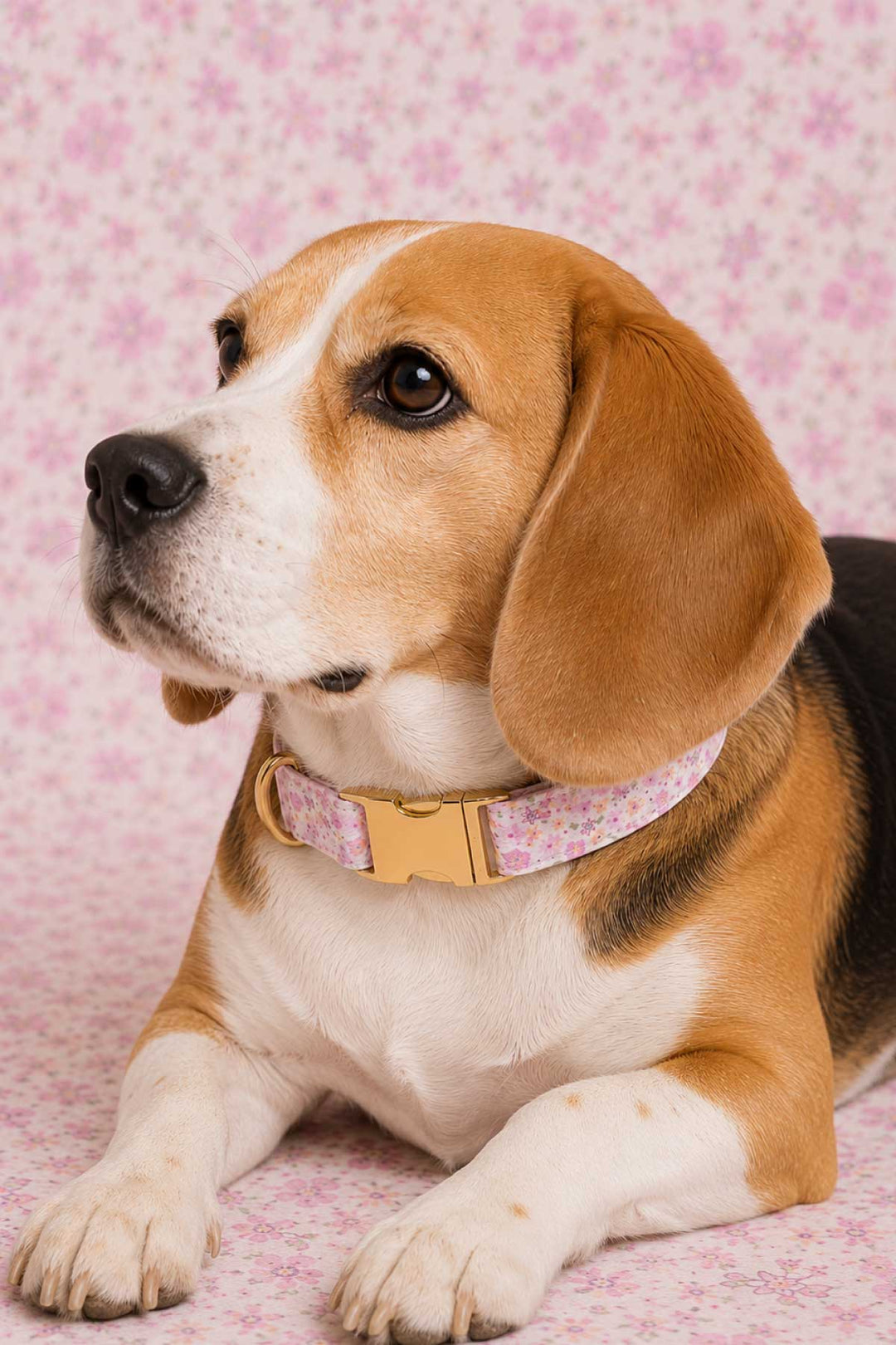 Close-up portrait of a beagle wearing a Scattered Blooms floral collar with gold personalized ID buckle against a pink floral background