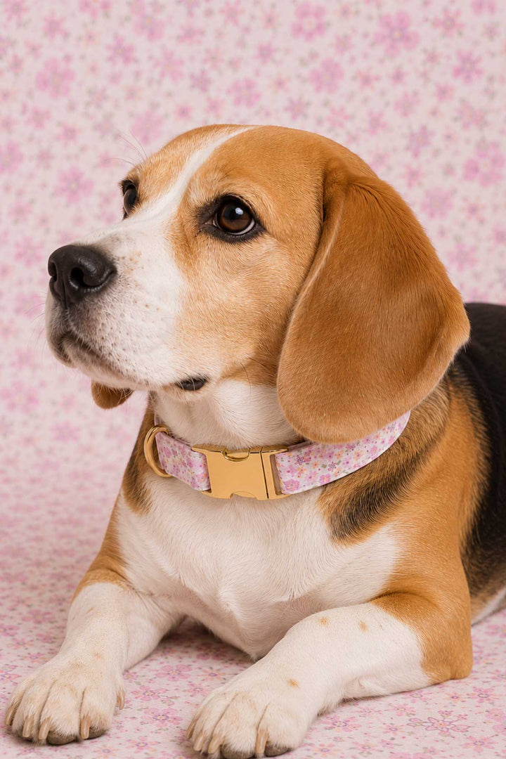 Close-up portrait of a beagle wearing a Scattered Blooms floral collar with gold personalized ID buckle against a pink floral background