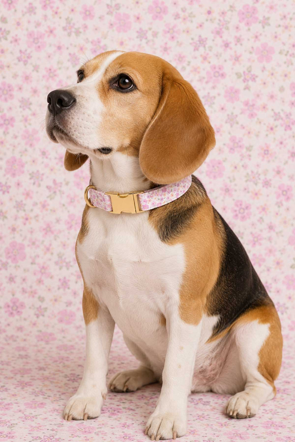 Beagle sitting upright and wearing the Scattered Blooms dog collar with gold ID buckle against a pink floral background