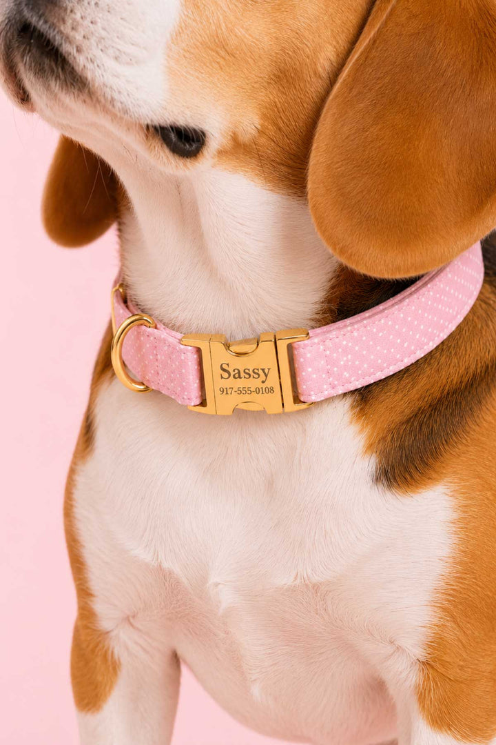 Beagle dog wearing the Sweet Pea Spots pink polka dot collar with personalized gold ID tag reading Sassy, on a pink background