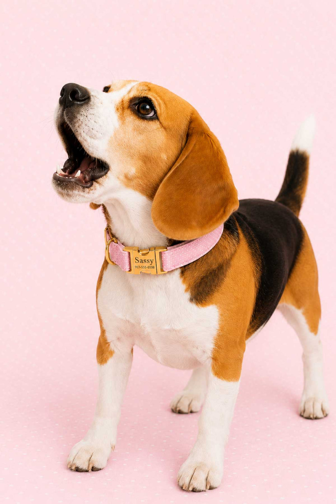 Beagle dog standing and barking on a pink background, wearing the Sweet Pea Spots pink polka dot collar with gold personalized ID tag