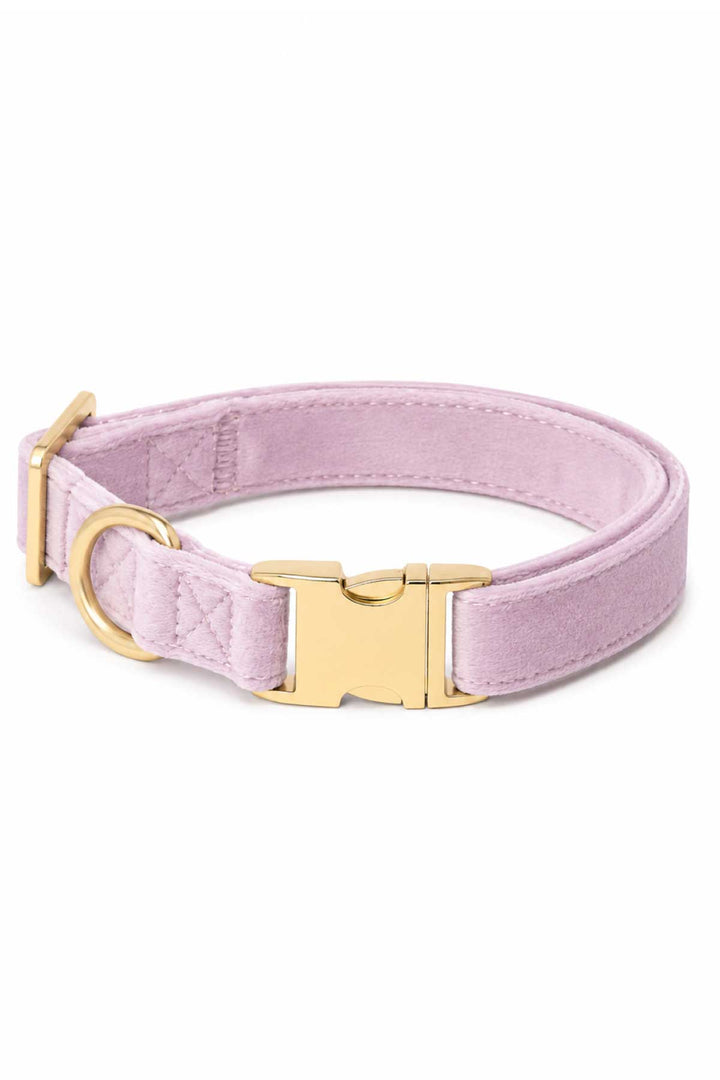 Caden Lane wisteria walk velvet dog collar with gold buckle and D-ring hardware, laying flat on white background
