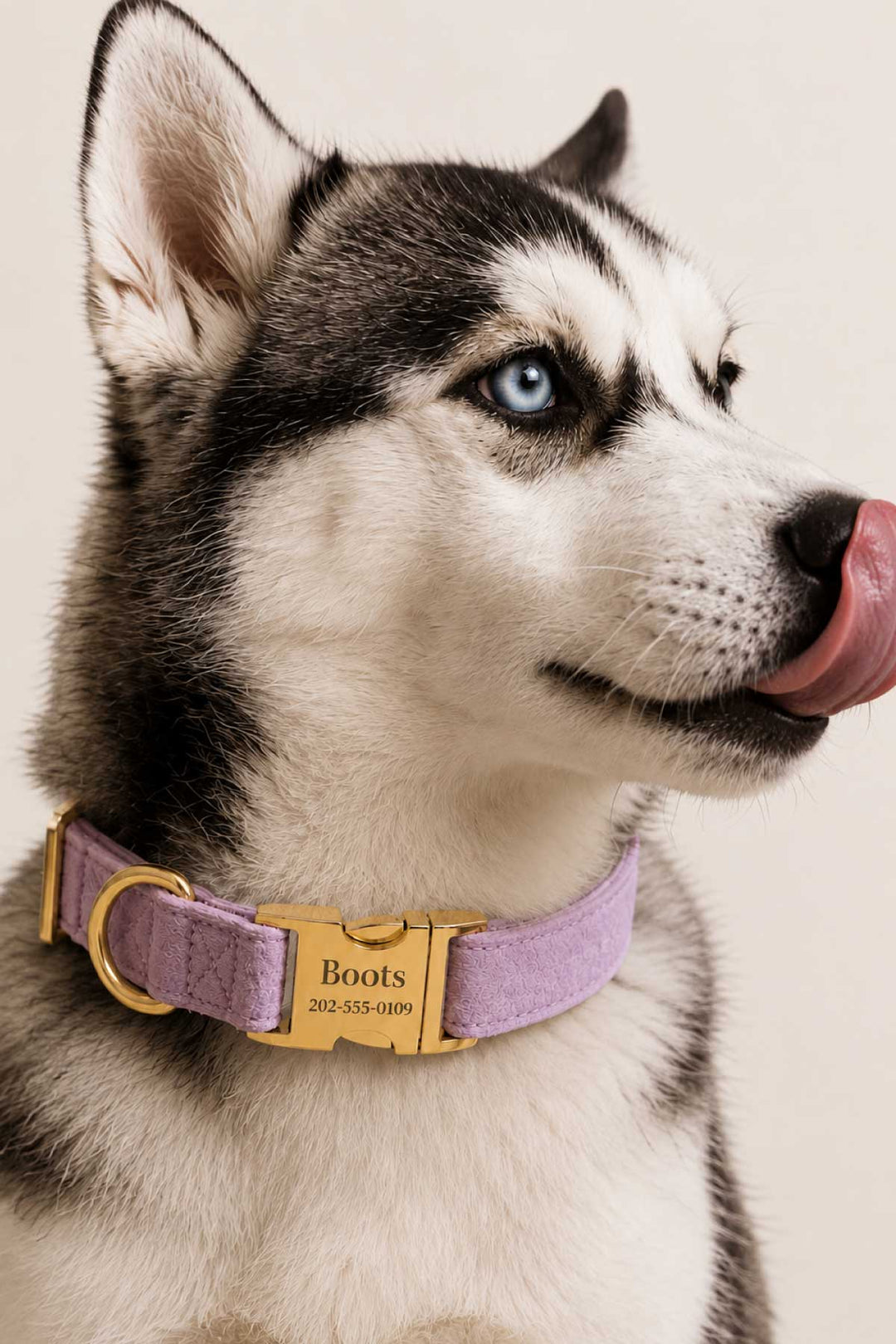 Siberian husky dog wearing a personalized wisteria walk velvet collar with gold engraved buckle showing name and contact info