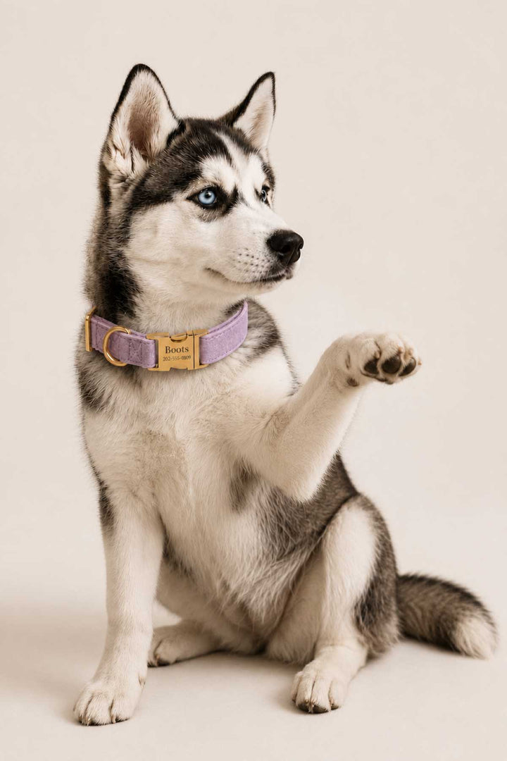 Husky puppy sitting with paw raised wearing a wisteria walk velvet dog collar with gold personalized buckle