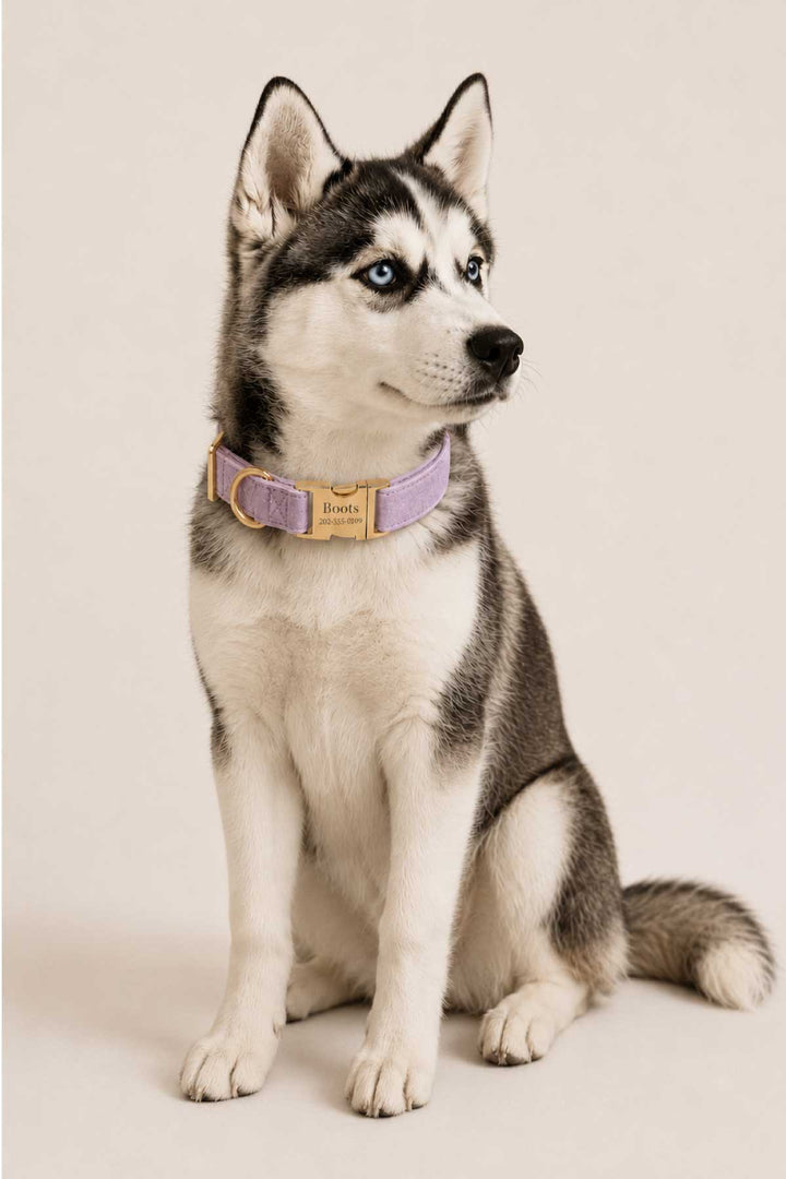 Husky puppy sitting and looking alert wearing a wisteria walk velvet dog collar with gold personalized buckle