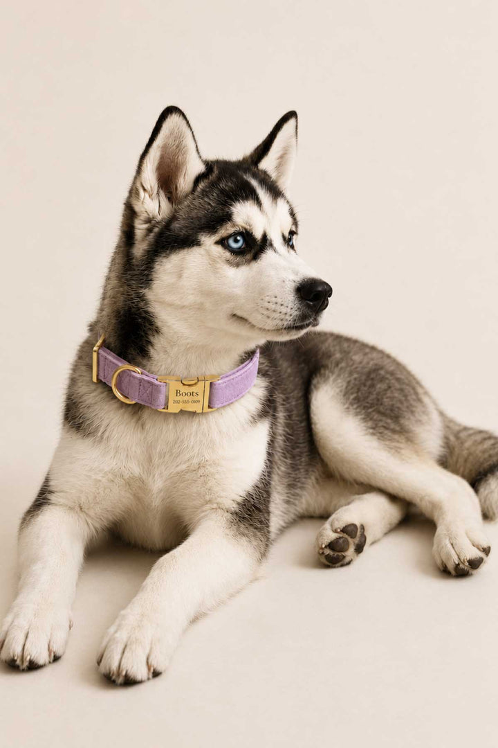 Husky puppy lying down and looking up wearing a wisteria walk velvet dog collar with gold personalized buckle