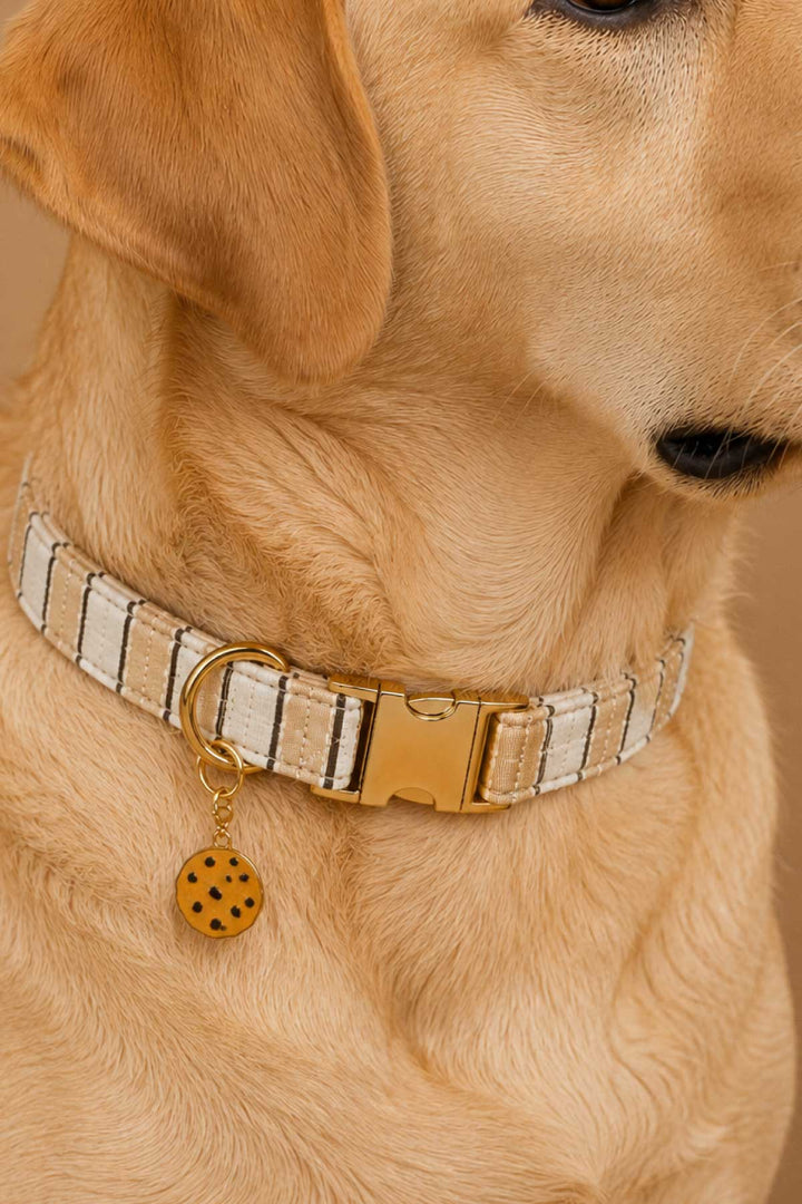 Golden retriever dog wearing a white striped pet collar with a chocolate chip cookie charm attached, on a dark background