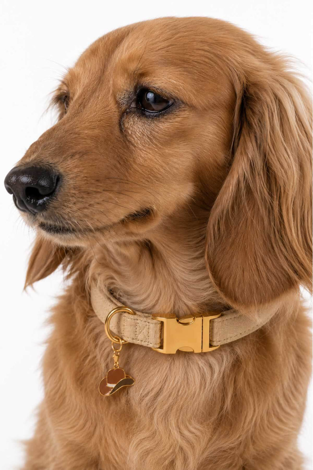 Golden dachshund dog wearing a tan pet collar with a brown enamel cowboy hat charm attached, on white background